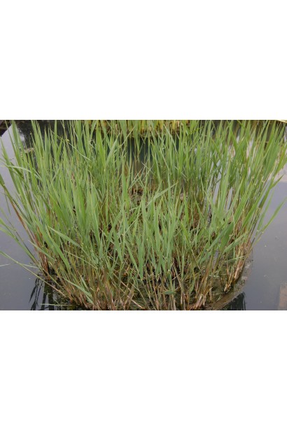 Очерет звичайний